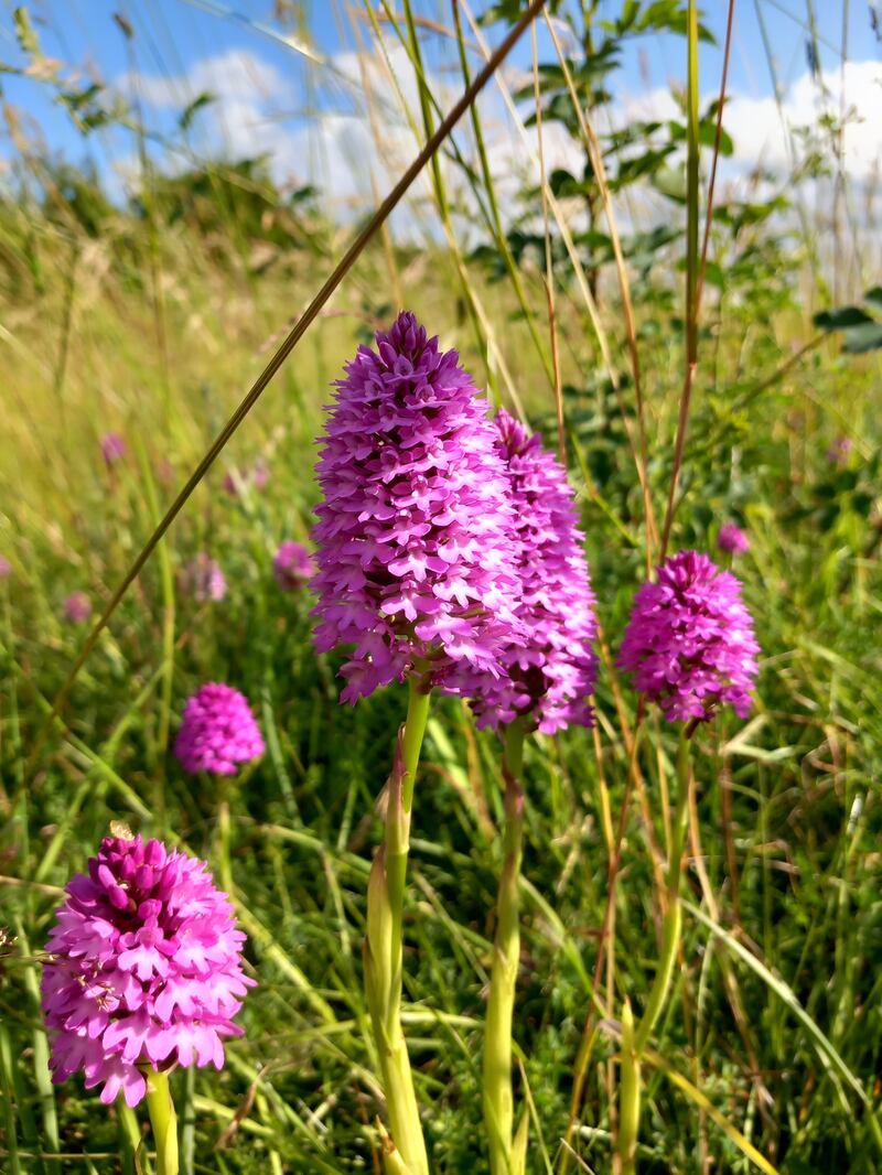 This is the pyramidal orchid, which grows on calcareous grassland. Photograph: David Smullen