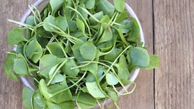 Seasonal suppers: Wild watercress