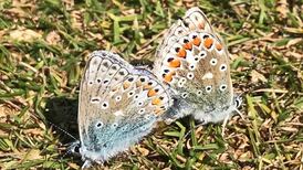 Glucose for a lethargic bee and bird kill in the garden