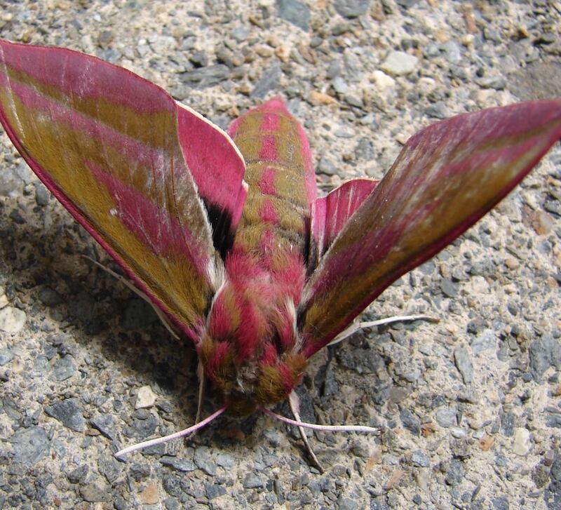 Eyes on nature: the elephant hawkmoth that Robert Thompson found on his driveway, in Co Down