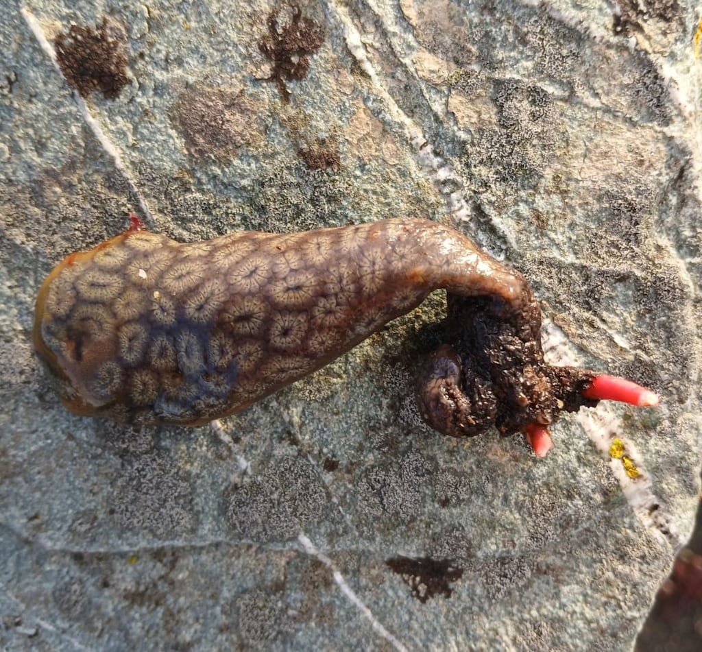 A young sea hare, Aplysia punctata. Photograph: Barry Sullivan