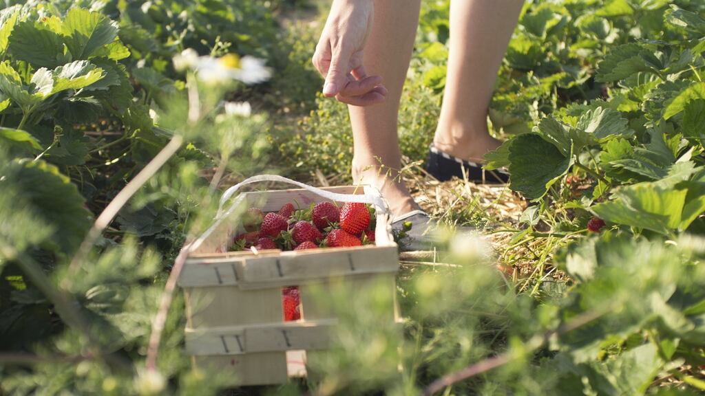 The authorities will be focusing on industries such as agriculture, aquaculture (fishing) and food processing