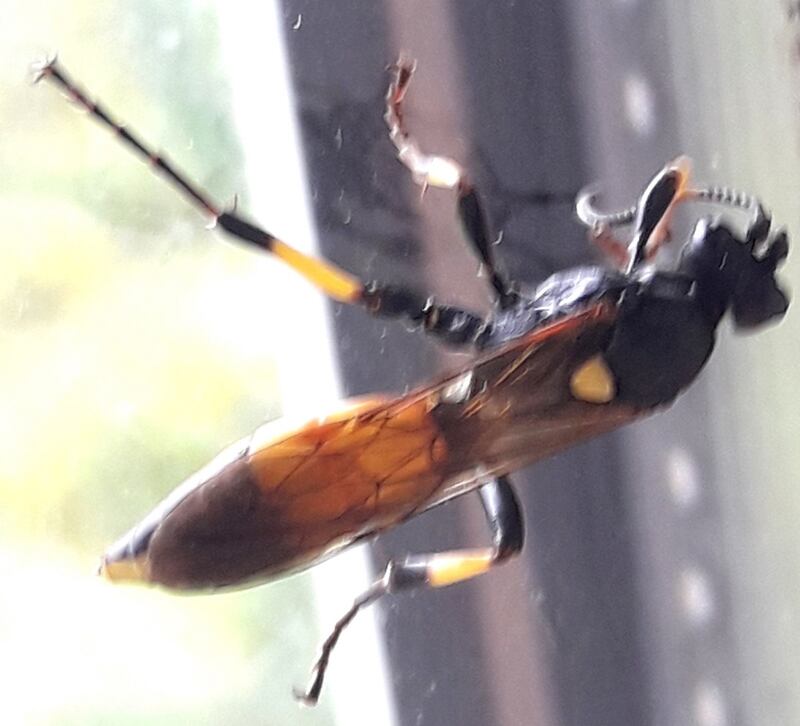 An ichneumon parasitic fly
