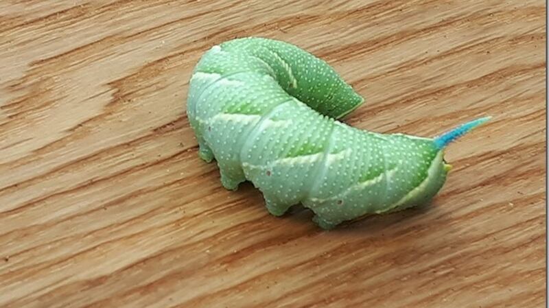 The caterpillar of the eyed hawkmoth
