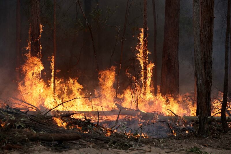 Flames from a controlled fire burn up tree trunks as firefighters work at building a containment line near Bodalla, Australia. Photograph: Rick Rycroft/AP Photo