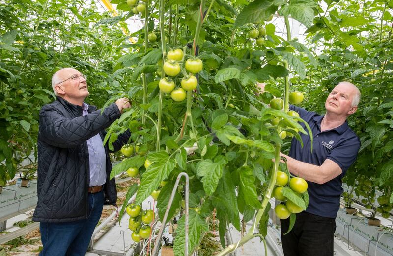 Brothers Matt and John Foley, of Kilbush Nurseries, in Rush, Co Dublin, with a tomato crop they say will be ripe in few weeks. Photograph: Finbarr O'Rourke