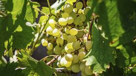 Staying in: Hungary’s famous dessert wine