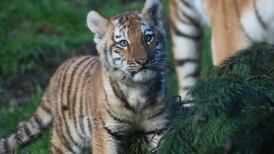 Two endangered Amur tiger cubs born at Dublin Zoo