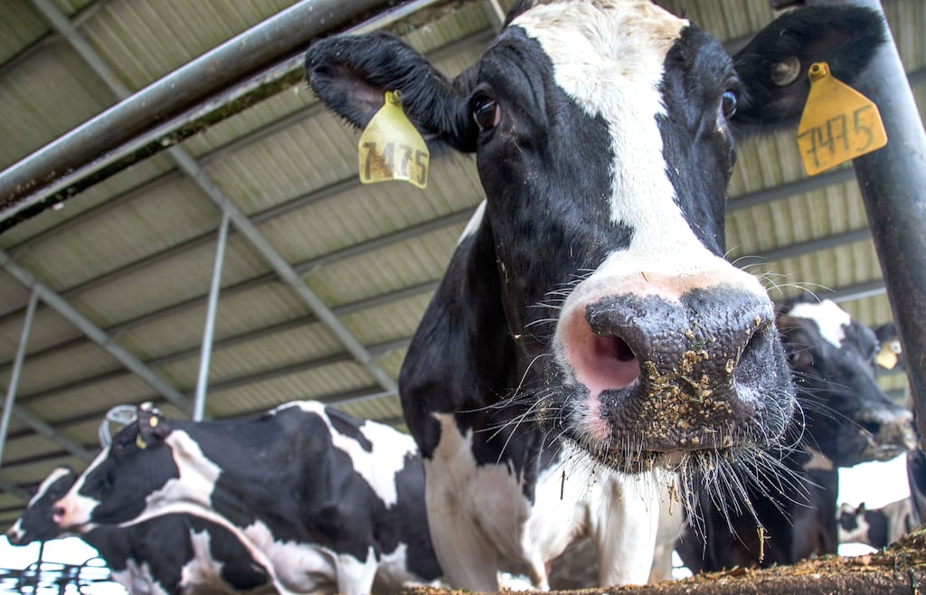 A dairy cow feeds at the Milking R Dairy Farm in Florida, USA.