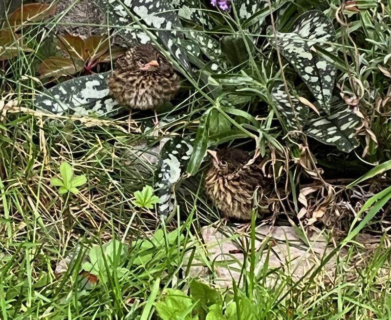 Newly fledged baby blackbirds. Photograph: Elayne Devlin