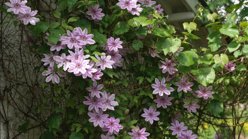 The early large-flowered clematis ‘Nelly Moser’ is one of the stars of the June garden. Photograph: Richard Johnston