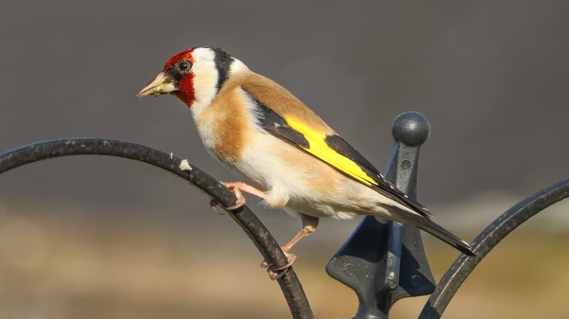 Goldfinch