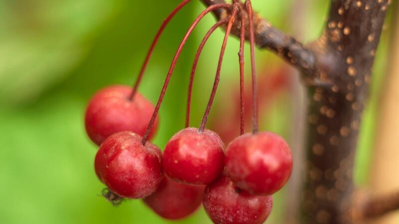 The ornamental fruits of Malus ‘Scarlett’, a good choice for a small front garden. Photograph: Richard Johnston