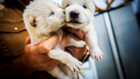 Meet Romulus and Remus, first of their kind for 10,000 years. Sort of