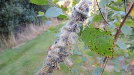 Eye on Nature: Your notes and queries for Ethna Viney