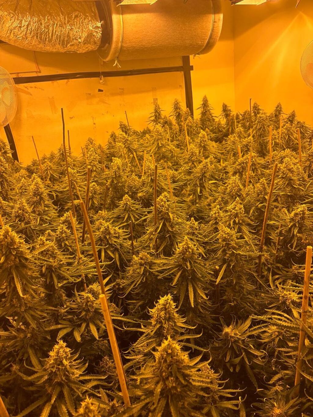 Cannabis seized in Co Louth on Monday, May 20th