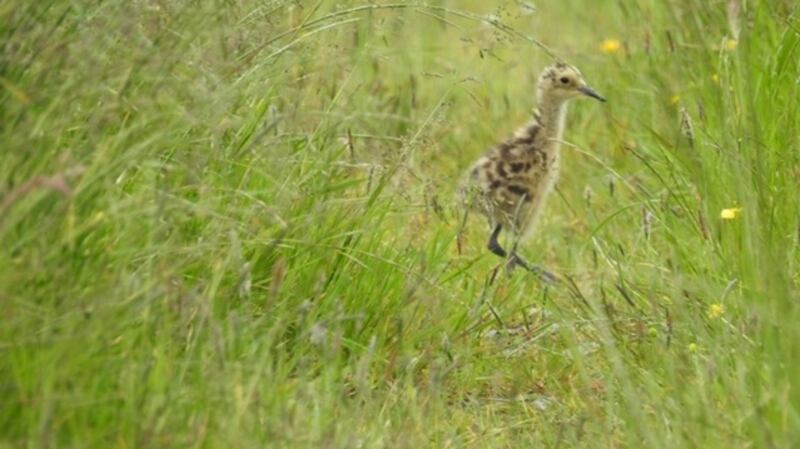 Five day old curlew chick. Photograph: Joe Shannon