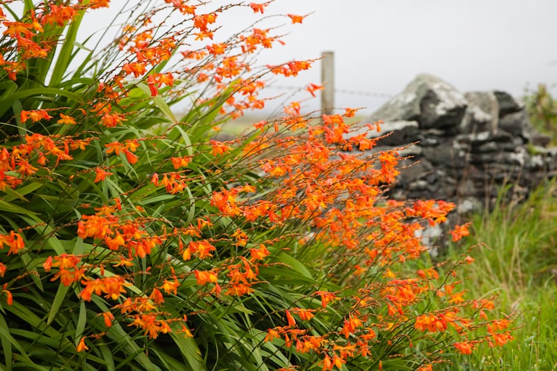 Montbretia’s super-tough underground structure enable it to withstand all but the most challenging growing conditions. Photograph: Getty Images