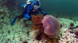 Bathers advised to avoid Dublin waters after dangerous jellyfish spotted