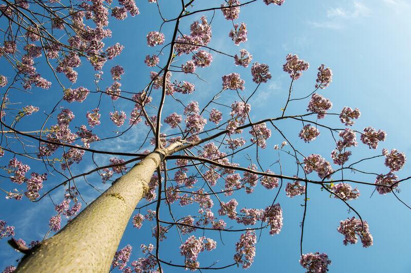 Blossoming Paulownia trees in the spring. Photograph: iStock