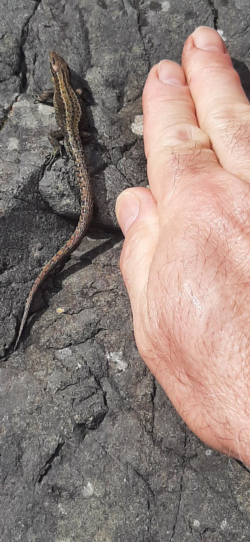 Viviparous lizard. Photograph supplied by Paul Murphy