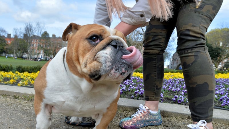 Anything can be the subject of a good summer photograph. photograph: Alan Betson