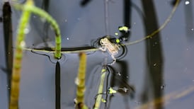 Some 200 natterjack toadlets released into Co Kerry ponds