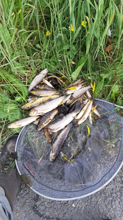 A fish kill has left at least 5,000 fish dead in a tributary of the Blackwater in north Cork