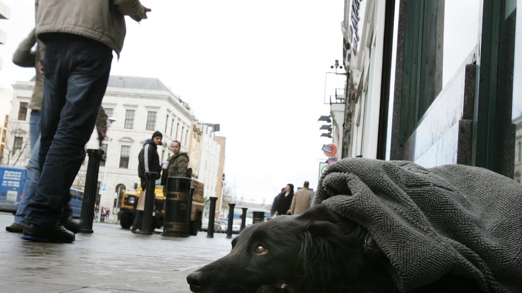 A dog outside a shop on Dublin’s Dame Street in Dublin. File photograph: Frank Miller