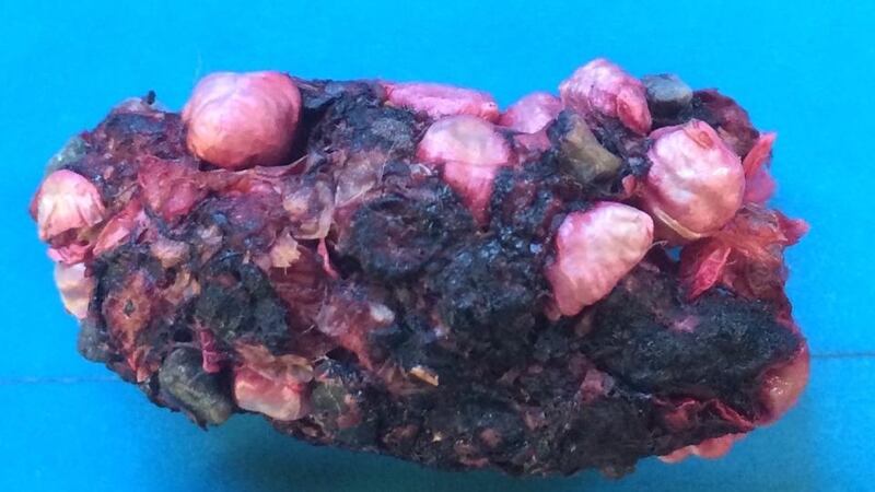 Eyes on nature: Ulli Peiler found that the regurgitated stuff mentioned in Eye on Nature on July 1st (above; photograph: Vincent Devlin) contained ivy seeds