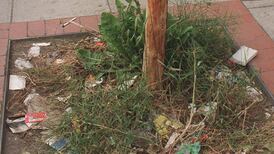 Greentown Environmental blossoms among weeds