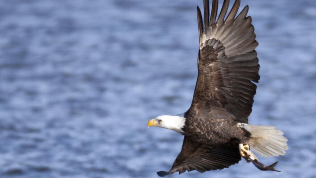 Bald eagle: Native American tribe Osage nation, which considers the eagle to be sacred, is opposed to a wind farm on its lands due to the potential danger the wind turbines pose to the protected species