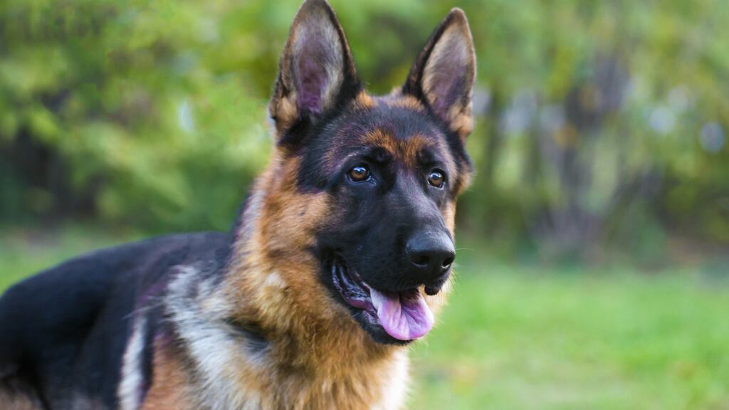 The owners of the German Shepherd dog, Rocky, denied the dog was unmuzzled and say the muzzle was ripped off in a fight with another dog. Photograph: iStock