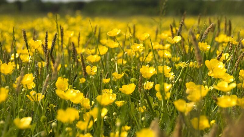 Buttercups are indicative of a damp, heavy soil. Photograph: Getty