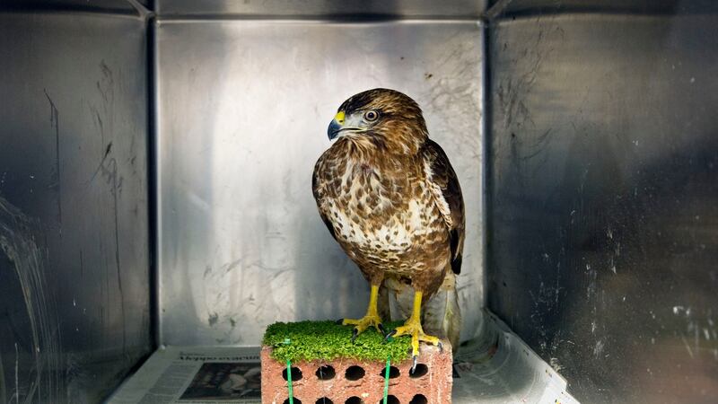 A recued bird at Kildare Animal Foundation. Photograph: Brenda Fitzsimons