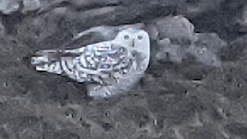 A snowy owl spotted near the summit of Tully Mountain, Co Galway.