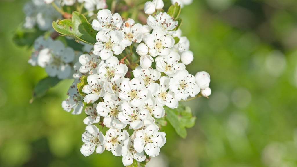 Hawthorn in full bloom.