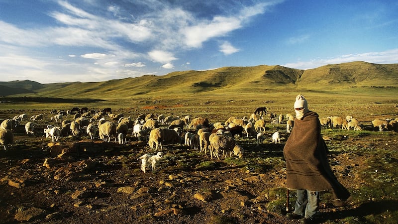 A shepherd with sheep grazing on the slopes of the Sani Pass, Mokhotlong district, Lesotho. Photograph: Getty Images