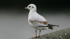 Seagull hysteria shows ‘lack of awareness’ of nature
