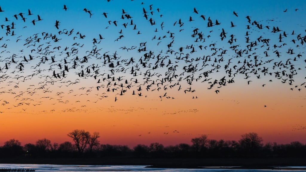 The Next Great Migration: At its core this book is a dismissal of spurious categorisation, and the use of categories to keep things in their place, whether geographically, politically or in any other sense.