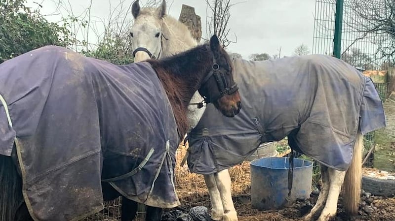 Gardaí and animal welfare inspectors seized four horses during a raid on a premises in Callan, Co Kilkenny, in November 2020.