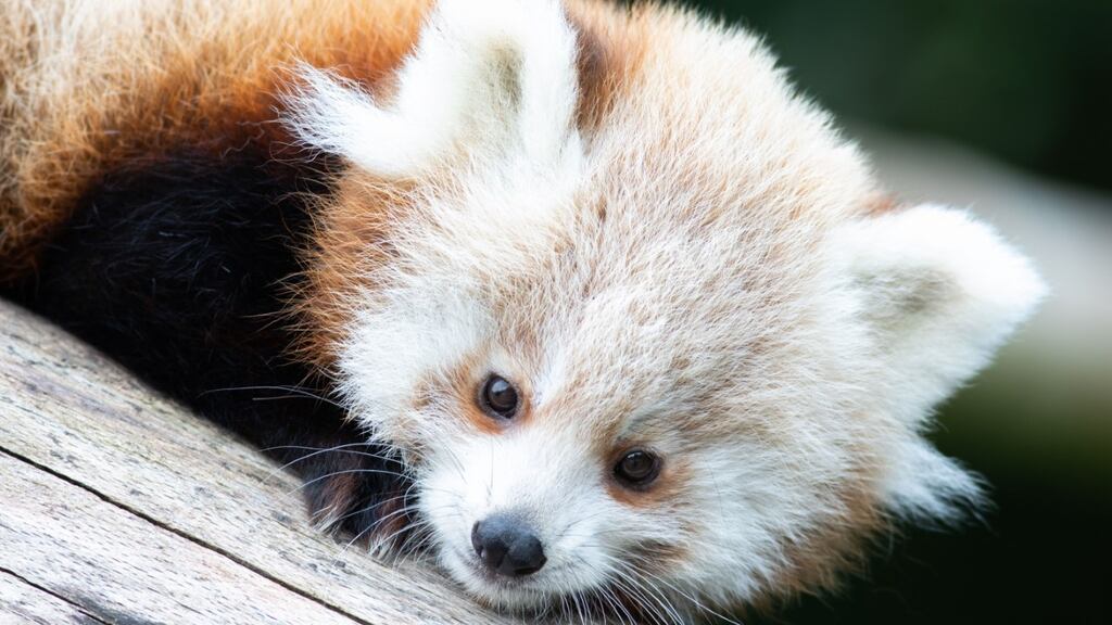 One of the two baby red panda announced at Fota Wildlife Park ahead of International Red Panda Day on Saturday. Photograph: Fota Wildlife Park