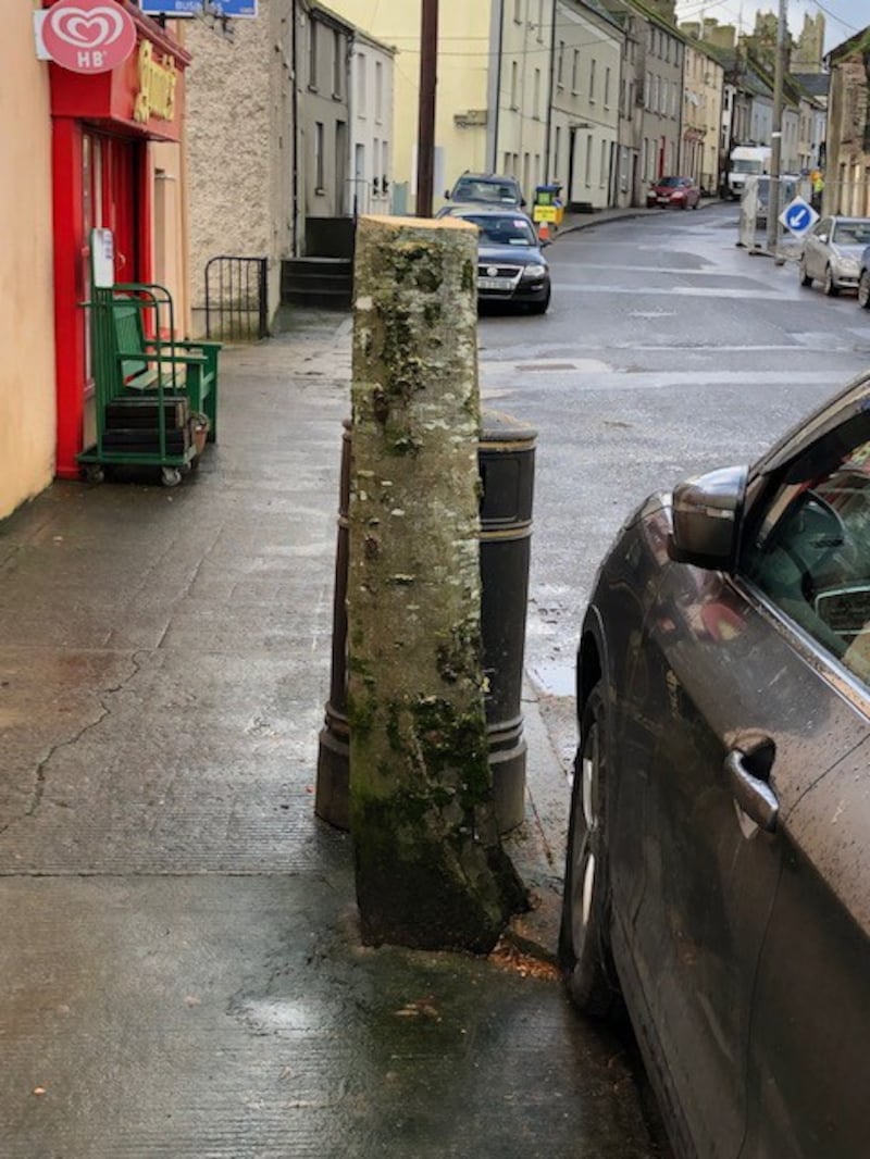 Nine mature trees in the streets of Fethard village have been removed. Photograph: Alan Moore