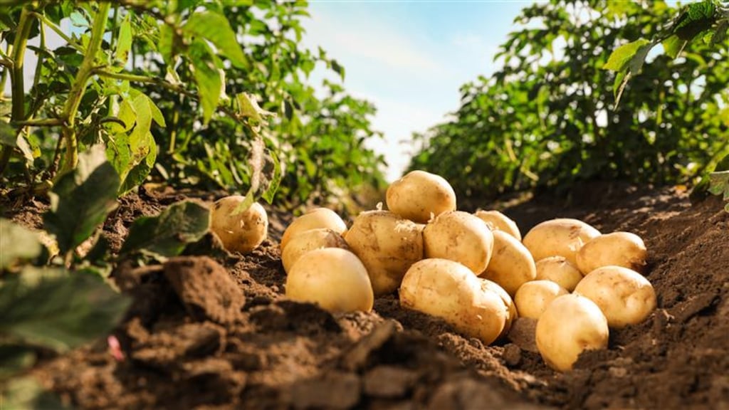Nutritious, healthy and filling at any mealtime, potatoes are super versatile