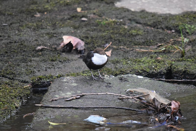 Dipper