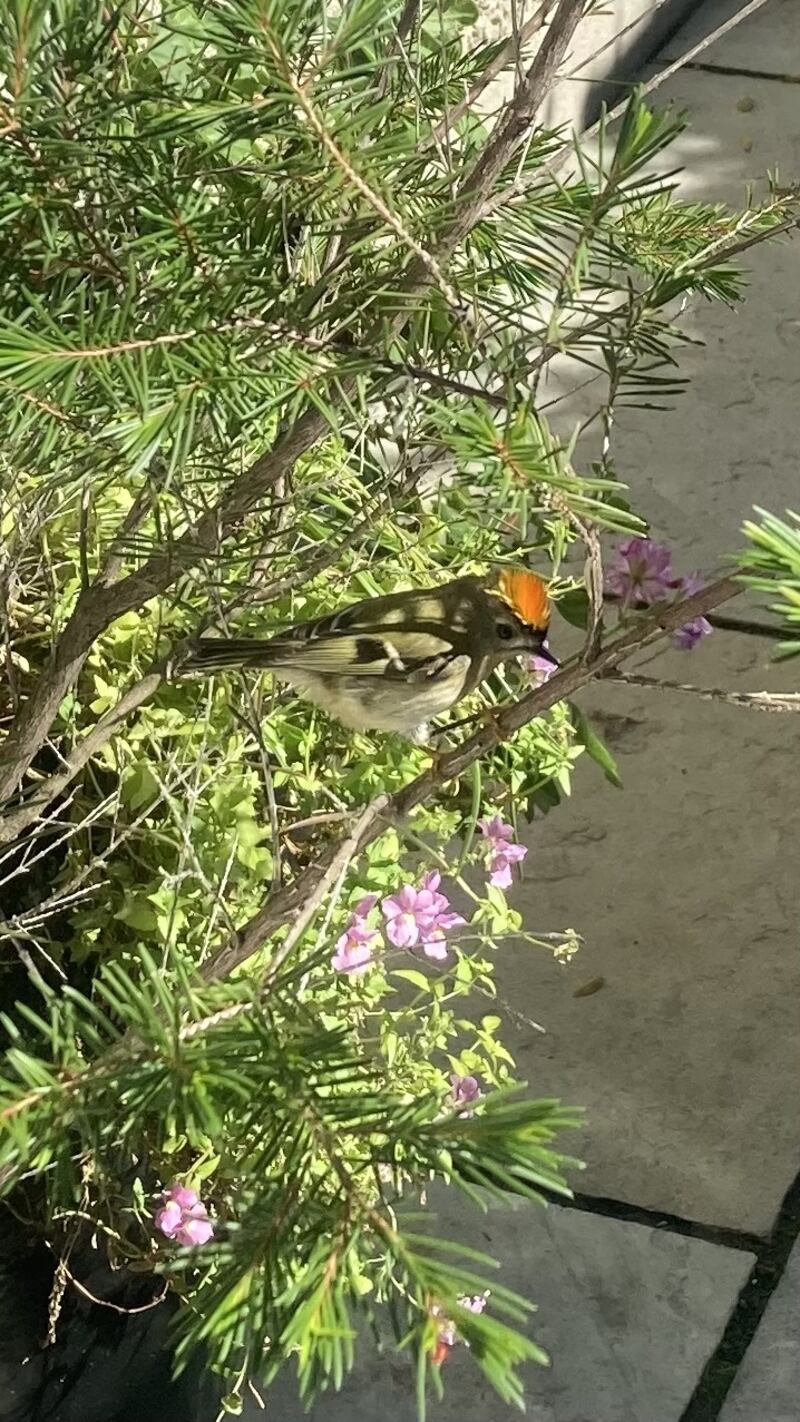 A goldcrest. Photograph supplied by Giles Murnin