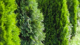 Your gardening questions answered: What should I replace my overgrown thuja with?