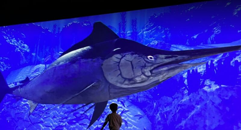 WAVE Ocean Discovery, Dingle, Co Kerry. Photograph: WAVE/Facebook