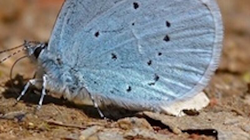 Holly blue butterfly