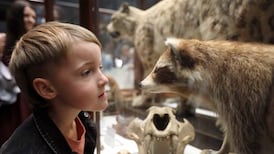 New lease of life: Dead Zoo Lab brings back beloved Natural History Museum collection